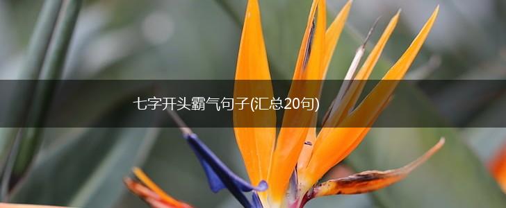 七字开头霸气句子(汇总20句),第1张