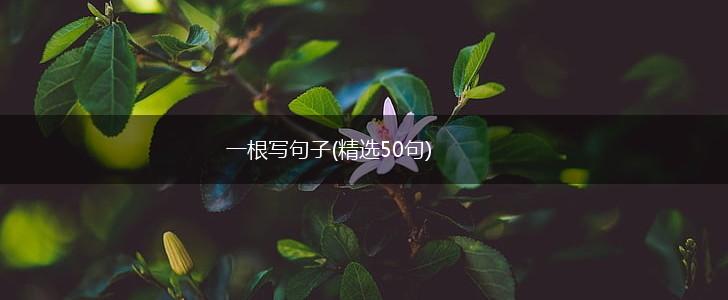 一根写句子(精选50句),第1张