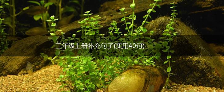 三年级上册补充句子(实用40句),第1张