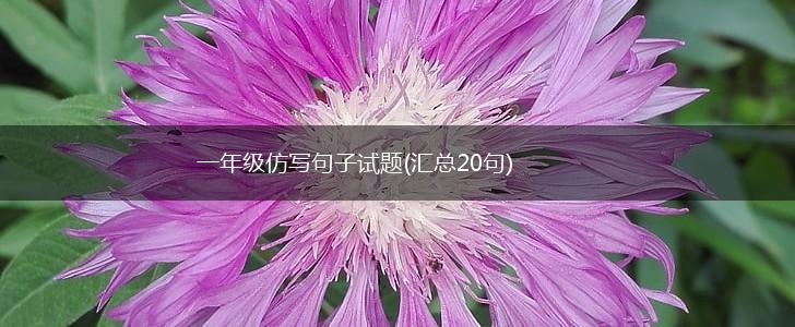 一年级仿写句子试题(汇总20句),第1张