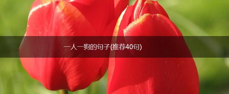 一人一狗的句子(推荐40句),第1张