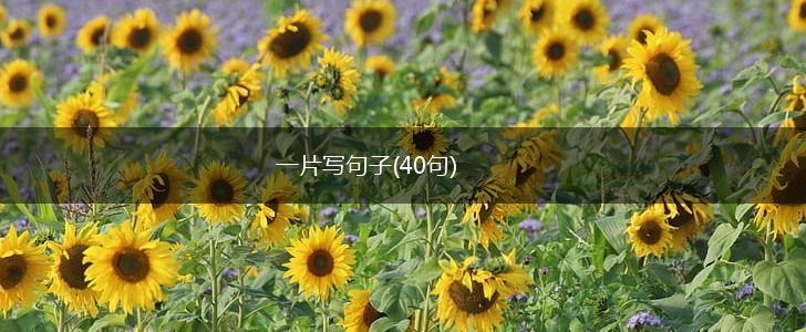 一片写句子(40句),第1张