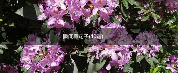 一瞬间写句子(40句),第1张
