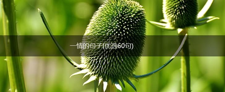 一情的句子(优选60句),第1张
