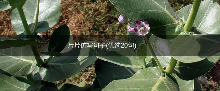 一片片仿写句子(优选20句),第1张