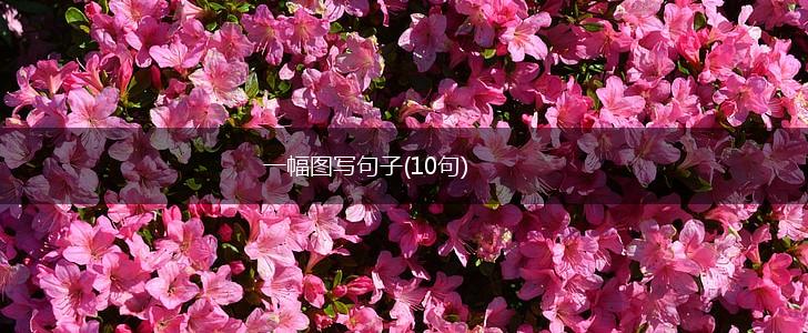 一幅图写句子(10句),第1张