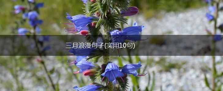三月浪漫句子(实用10句),第1张