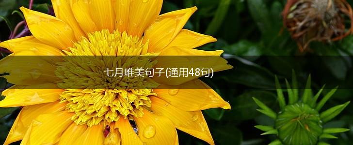 七月唯美句子(通用48句),第1张