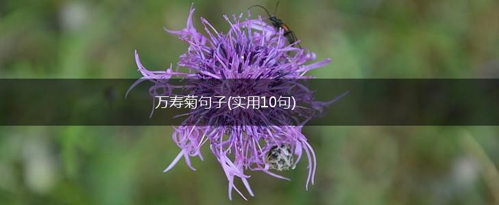 万寿菊句子(实用10句),第1张