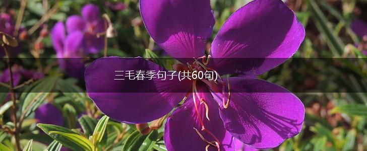 三毛春季句子(共60句),第1张