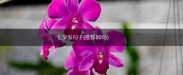 七夕发句子(推荐80句),第1张