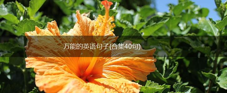 万能的英语句子(合集40句),第1张