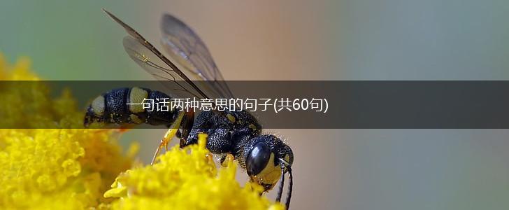 一句话两种意思的句子(共60句),第1张