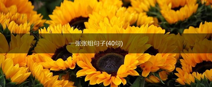 一张张组句子(40句),第1张