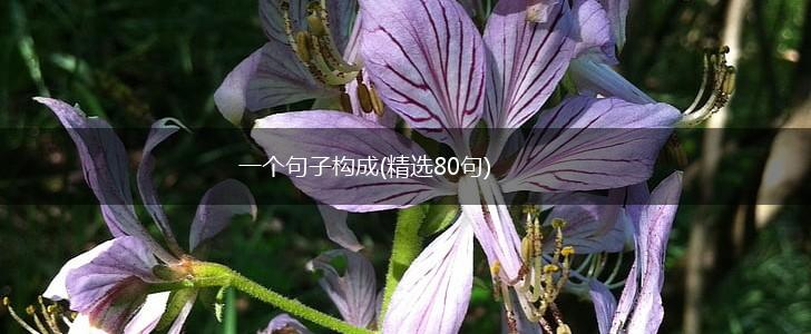 一个句子构成(精选80句),第1张