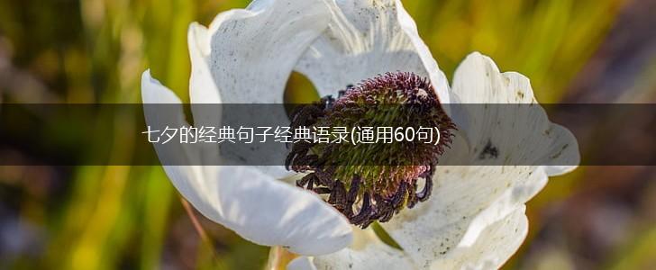 七夕的经典句子经典语录(通用60句),第1张