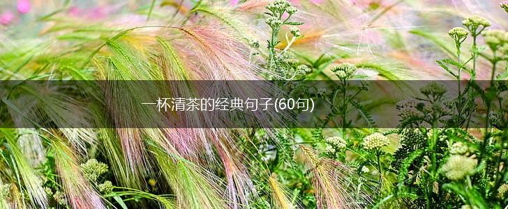 一杯清茶的经典句子(60句),第1张
