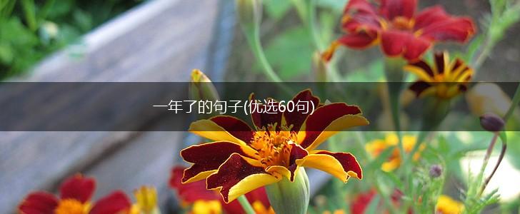 一年了的句子(优选60句),第1张