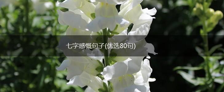 七字感慨句子(优选80句),第1张