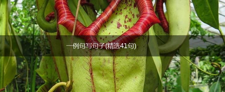 一例句写句子(精选41句),第1张