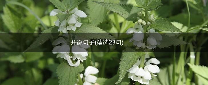 一并说句子(精选23句),第1张