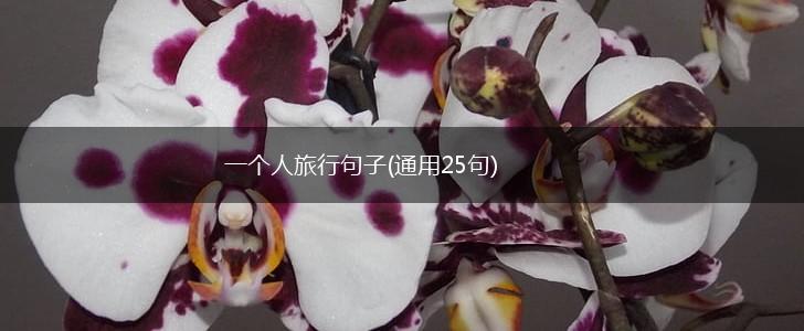 一个人旅行句子(通用25句),第1张