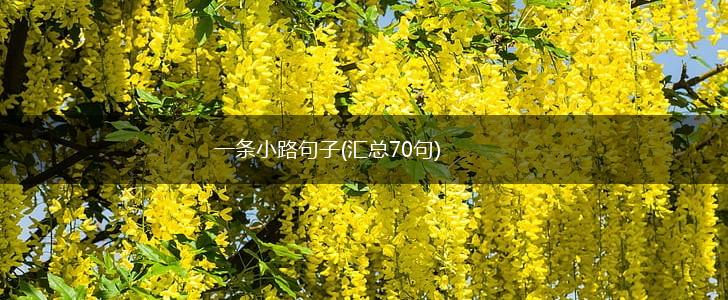 一条小路句子(汇总70句),第1张
