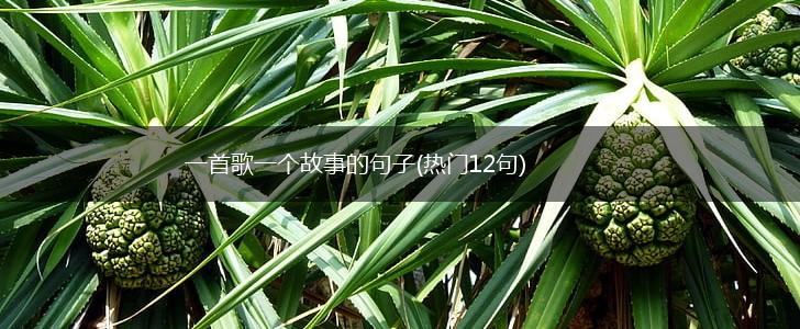 一首歌一个故事的句子(热门12句),第1张