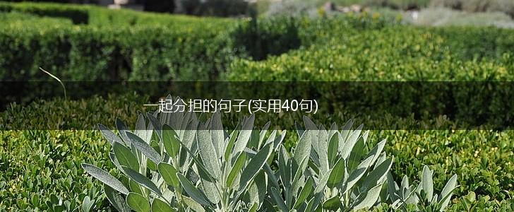 一起分担的句子(实用40句),第1张