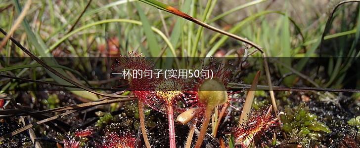 一杯的句子(实用50句),第1张