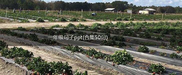 一年级句子ppt(合集50句),第1张