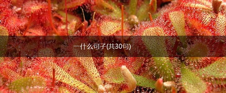 一什么句子(共30句),第1张