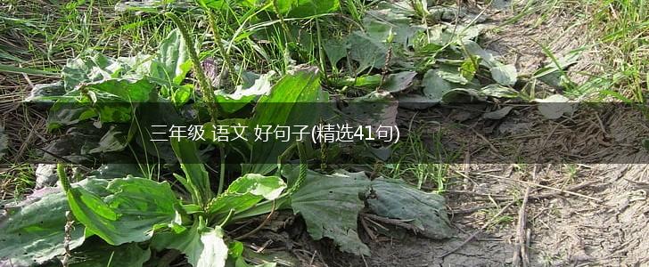 三年级 语文 好句子(精选41句),第1张