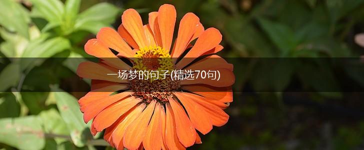 一场梦的句子(精选70句),第1张