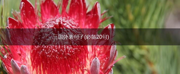 三国外表句子(必备20句),第1张