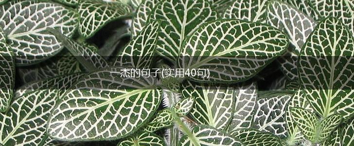 一杰的句子(实用40句),第1张