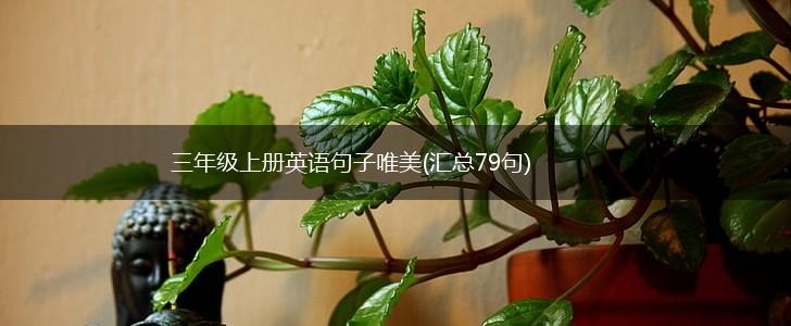 三年级上册英语句子唯美(汇总79句),第1张