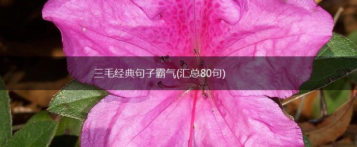 三毛经典句子霸气(汇总80句),第1张