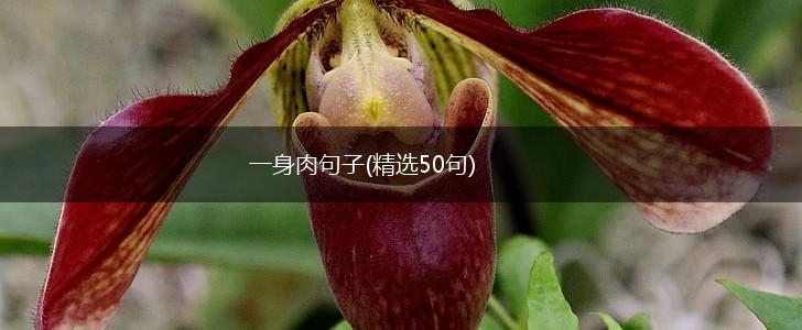 一身肉句子(精选50句),第1张