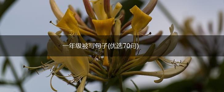 一年级被写句子(优选70句),第1张