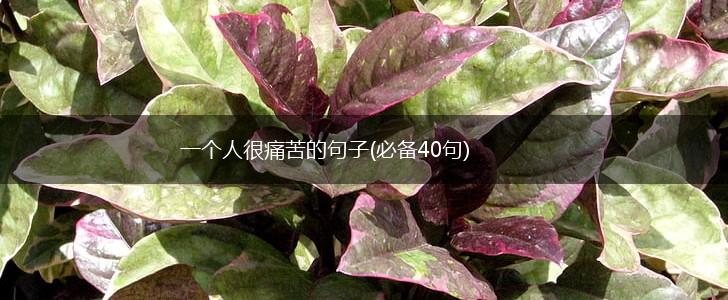 一个人很痛苦的句子(必备40句),第1张