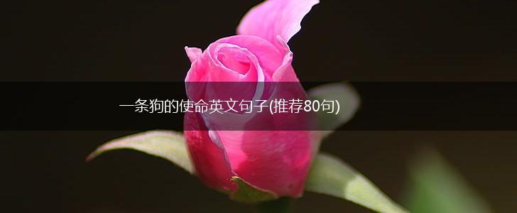 一条狗的使命英文句子(推荐80句),第1张