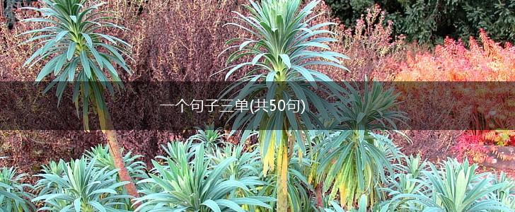 一个句子三单(共50句),第1张