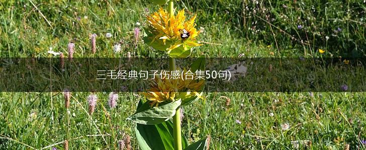 三毛经典句子伤感(合集50句),第1张