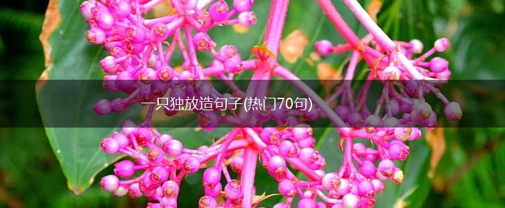 一只独放造句子(热门70句),第1张