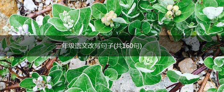 三年级语文改写句子(共160句),第1张