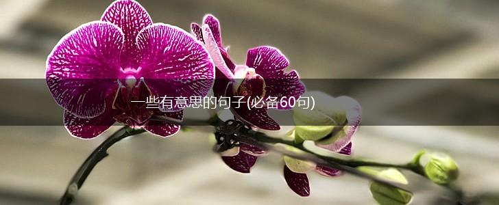 一些有意思的句子(必备60句),第1张