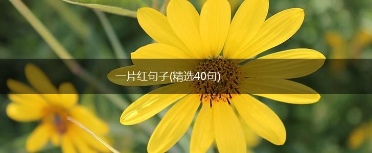 一片红句子(精选40句),第1张