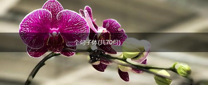 一个句子体(共70句),第1张