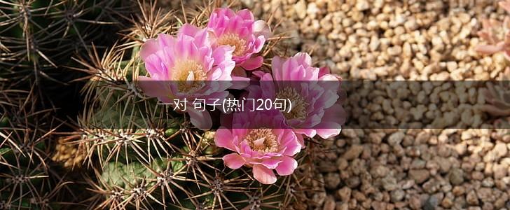 一对 句子(热门20句),第1张